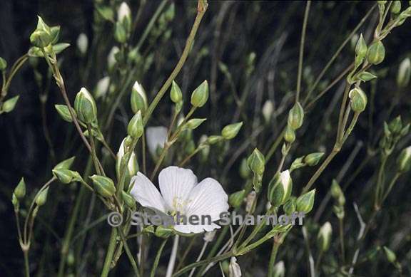 eremogone macradenia var macradenia 2 graphic